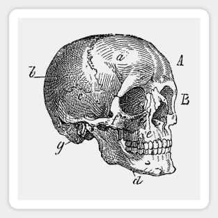 Skull Diagram - Vintage Anatomy Magnet